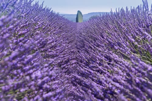champ de lavande en provence proche du mas des olivades à pernes les fontaines
