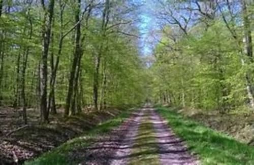 Tree-lined forest path at Château De Clusors, a peaceful rural getaway in Saint-Menoux, France