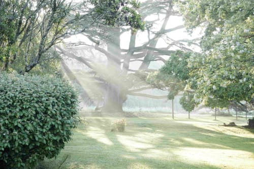 Majestic Celeste, cedar of Lebanon, in the park of La Loge du Grand Cèdre, guest house at the gates of Saintes in Charente-Maritime. On site, a luxury cottage ****, a charming guest room, swimming pool, tennis court, and enclosed parking.