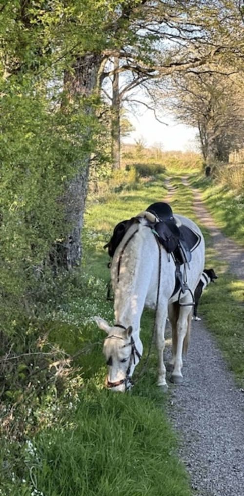Cheval gris sur une route de campagne bordée d'arbres près de La Maison De Fleurat à Domeyrot, France