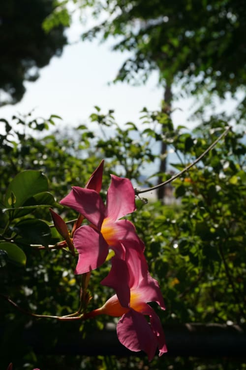 Rosa Orchideen in voller Blüte im Garten des Hotel Beau Rivage in Alassio, umgeben von üppigem Grün