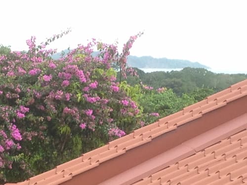 Pink bougainvillea flowers and terracotta roof at Villa Mango B&B in Nosara, Costa Rica