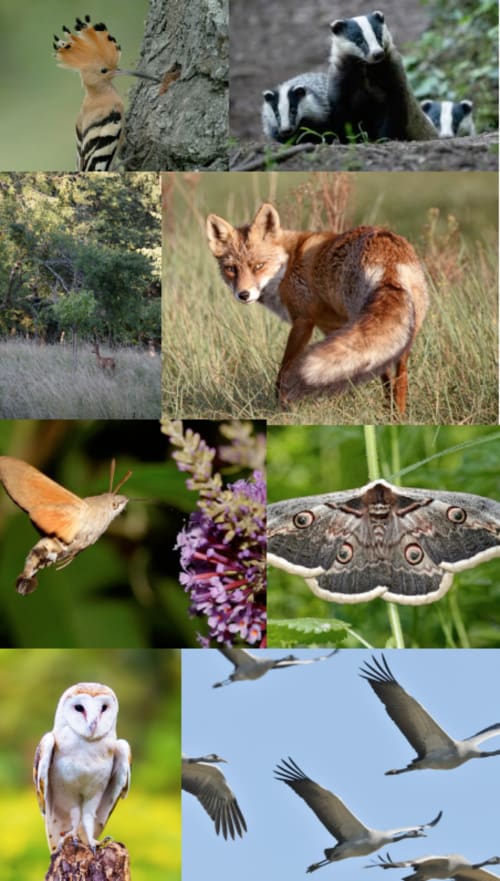 Wildlife diversity at Domaine de l'Ocrerie: hoopoe, badgers, fox, bird, moth, barn owl, cranes