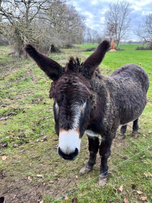 Âne dans un pré aux Papillons de Baccara à Gondrin, France