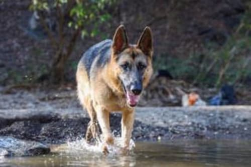 German Shepherd wading in shallow water near Villa Mango B&B in Nosara, Costa Rica