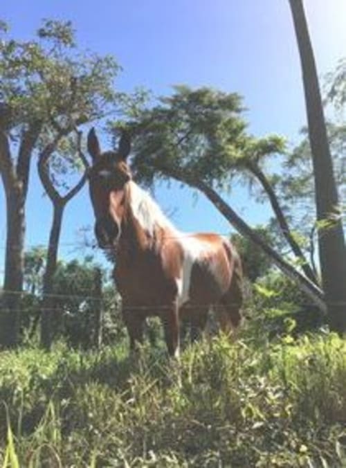 Brown and white horse grazing near trees at Villa Mango B&B in Nosara, Costa Rica