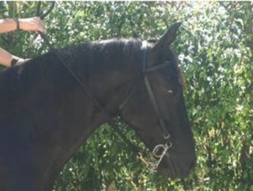 Black horse with bridle near lush green vegetation at Villa Mango B&B in Nosara, Costa Rica