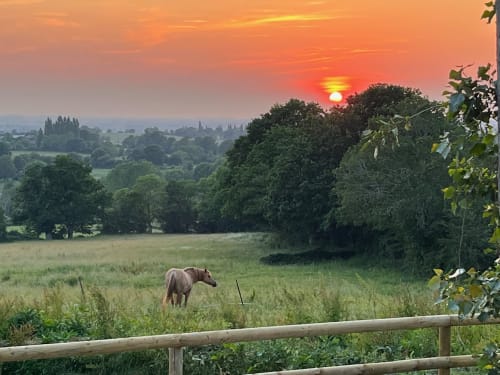 Cheval paissant dans un champ champêtre au coucher de soleil, Domaine de Blanvatel, Saint-Pierre-en-Auge, Normandie