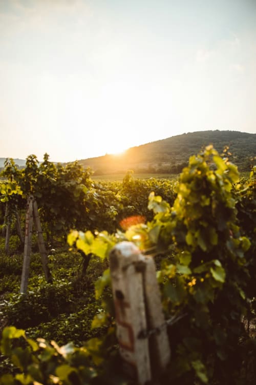Rangées de vignobles au coucher de soleil aux Papillons de Baccara, Gondrin France avec une silhouette floue parmi les vignes