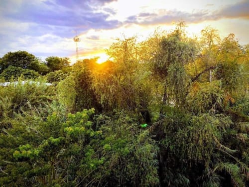 Atardecer sobre exuberante vegetación tropical en Zoogocho Boutique House, San Andrés Huayapam, México