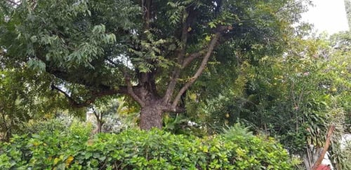 Lush green garden with mature trees at El Nogal House in San Andrés Huayapam, Zoogocho accommodations