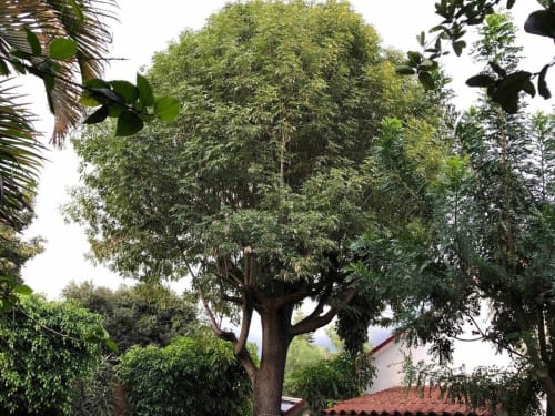 Lush mature tree with dense green canopy in shared garden at El Nogal House, Alojamientos Zoogocho, San Andrés Huayapam