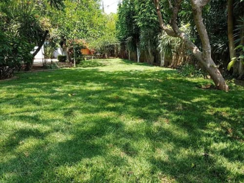 Lush green lawn with mature trees in the shared garden at El Nogal House, Alojamientos Zoogocho, San Andrés Huayapam Mexico