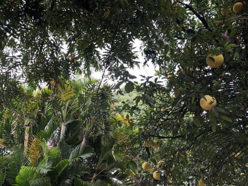 Lush tropical garden canopy at Alojamientos Zoogocho with mango trees, palm fronds, and fruit