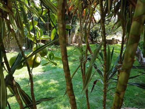 Lush tropical garden with coconut palms and green lawn at El Nogal House, Alojamientos Zoogocho in San Andrés Huayapam,