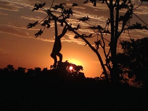 Sunset silhouette of hanging vines and branches over golden sky at Villa Mango B&B, Nosara Costa Rica