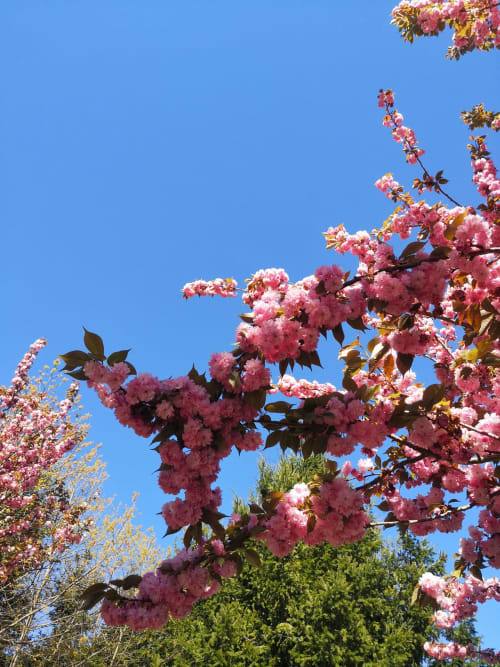 Árvore de flores rosa em flor contra o céu azul na pousada Em Xisto, em Góis, Portugal