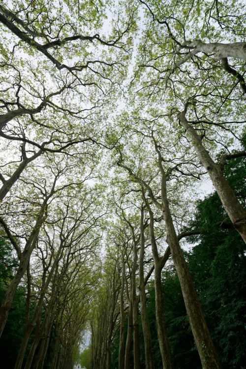 Avenue bordée d'arbres majestueux formant une voûte naturelle à Pont-Sainte-Maxence