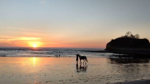 Sunset at Nosara beach with person and dog wading in shallow water, rocky outcrop silhouetted on right