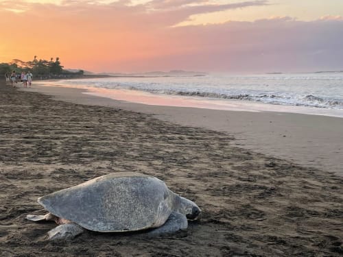 Sea turtle on Nosara beach at sunset with gentle waves and guests in background at Villa Mango B&B