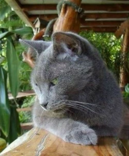 Gray cat on wooden deck at Villa Mango B&B in Nosara, Costa Rica, surrounded by green plants