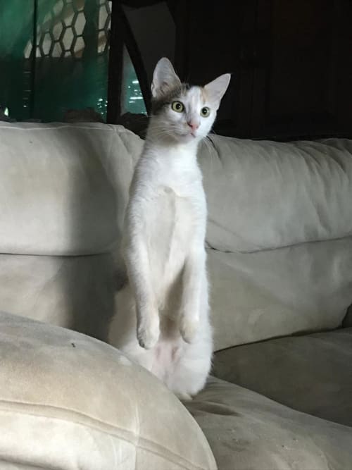 White cat standing on beige couch at Villa Mango B&B in Nosara, Costa Rica