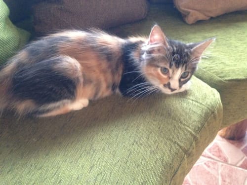Tabby kitten relaxing on green cushion at Villa Mango B&B in Nosara, Costa Rica