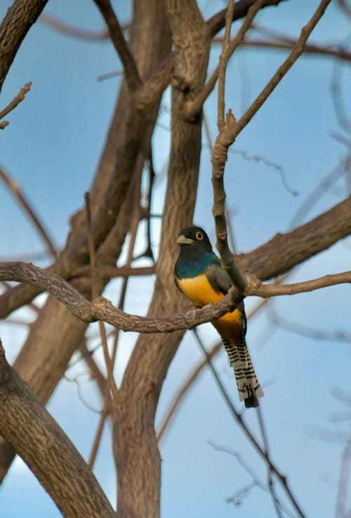 Colorful tropical bird perched on branch at Villa Mango B&B in Nosara, Costa Rica