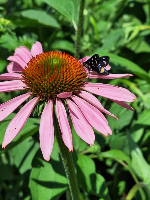 Schwarzer Schmetterling auf rosafarbener Sonnenhut-Blüte im Garten der Locanda del Sasso in Crodo, Italien