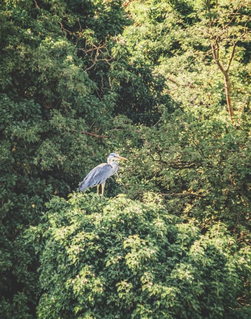 Great blue heron perched on tree branches at Cila Property in Manchester