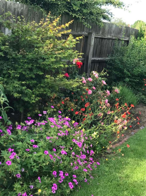 Colourful garden at The Ball Alley B&B in Stanley, County Durham, with vibrant pink, red and purple flowers