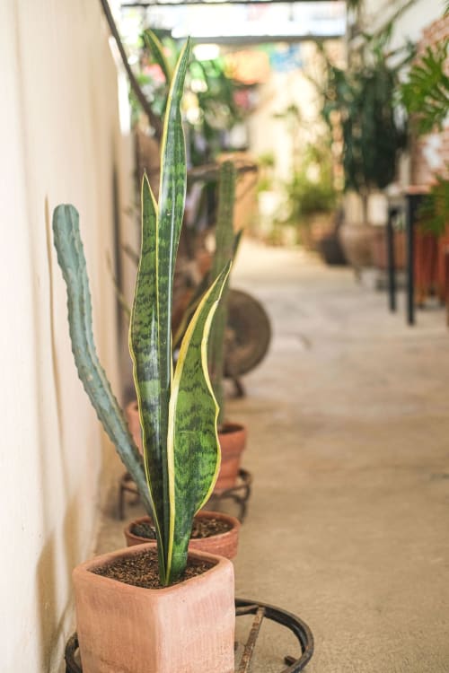 Plantas serpiente en macetas de barro alineadas en el pasillo del apartamento LLUNA en Oaxaca, México