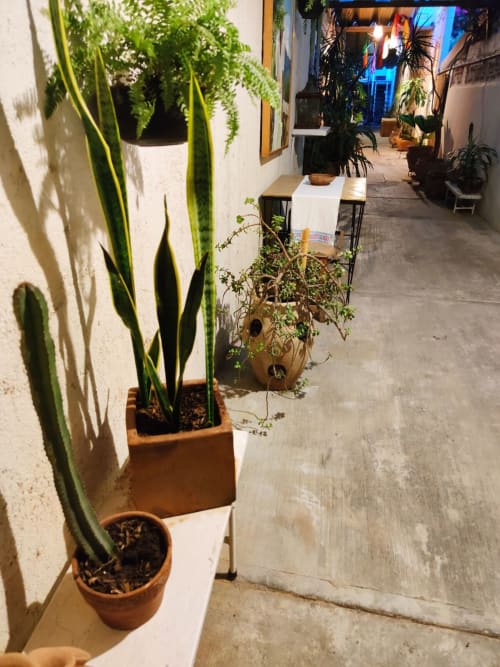 Patio del departamento LLUNA en Oaxaca con suculentas en macetas y plantas colgantes adornando el pasillo
