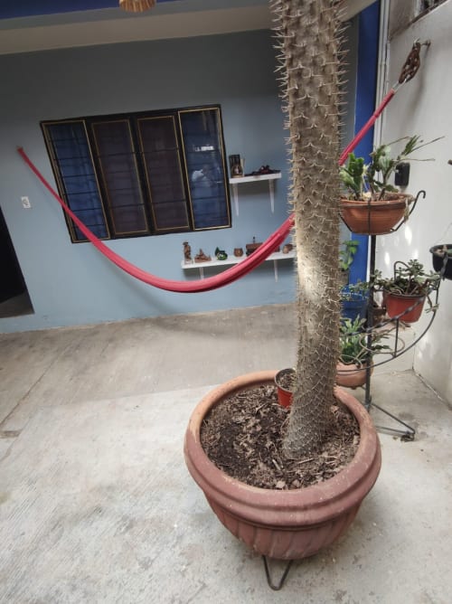 Departamento LLUNA en Oaxaca con cactus alto en maceta de barro, hamaca roja y jardines colgantes en sala