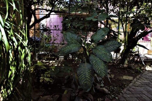Exuberante jardín interior en apartamento LLUNA en Oaxaca con plantas tropicales y ventana púrpura