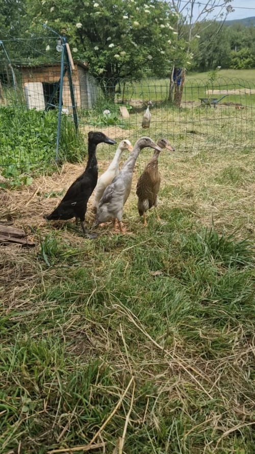 Trois canards dans l'enclos de la basse-cour de la maison d'hôtes Maisonaurinko, Thénon, France