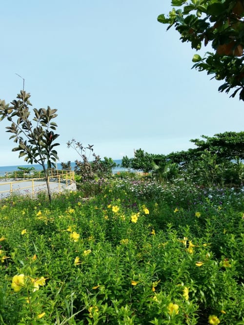 Yellow wildflowers in garden at The Ball Alley B&B, Stanley, County Durham with sea view