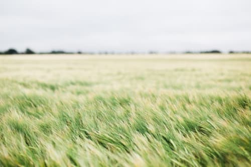 Rolling green barley field near The Ball Alley bed and breakfast in Stanley, County Durham