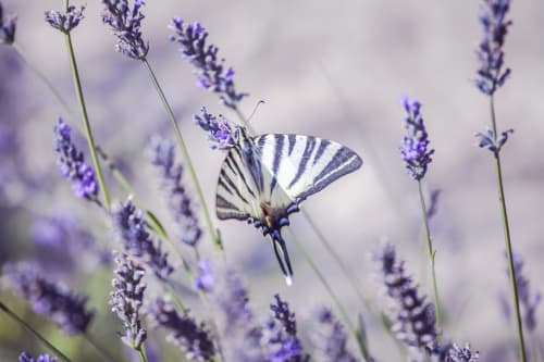Papillon rayé sur des fleurs de lavande violette à la Cordeline, gîte à Brignoles, France