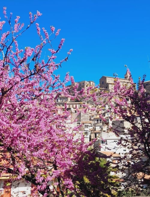 Alberi in fiore rosa incorniciano gli edifici storici in pietra di Castiglione di Sicilia, Casa Fiore del Borgo