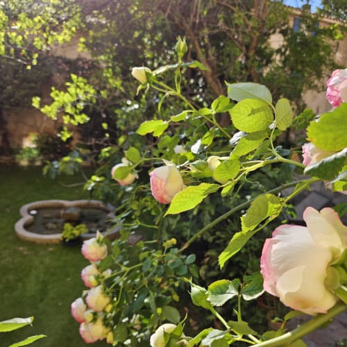 Roses roses et blanches en fleur au jardin La Cordeline à Brignoles, France