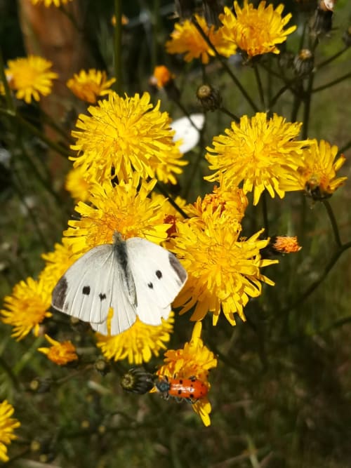 Borboleta branca em dentes-de-leão amarelos na pousada Em Xisto, Góis, Portugal