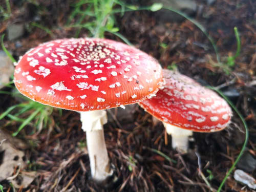 Cogumelos amanita vermelhos com pintas brancas crescendo no musgo da floresta perto do hotel Em Xisto em Góis, Portugal