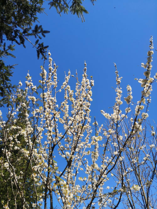 Árvores com flores brancas contra céu azul na pousada Em Xisto, em Góis, Portugal