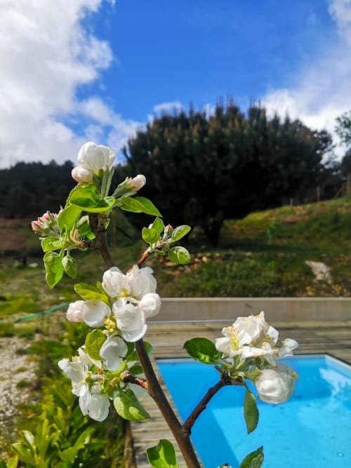 Flores brancas de maçã com vistas da floresta montanhosa no hotel Em Xisto em Góis, Portugal