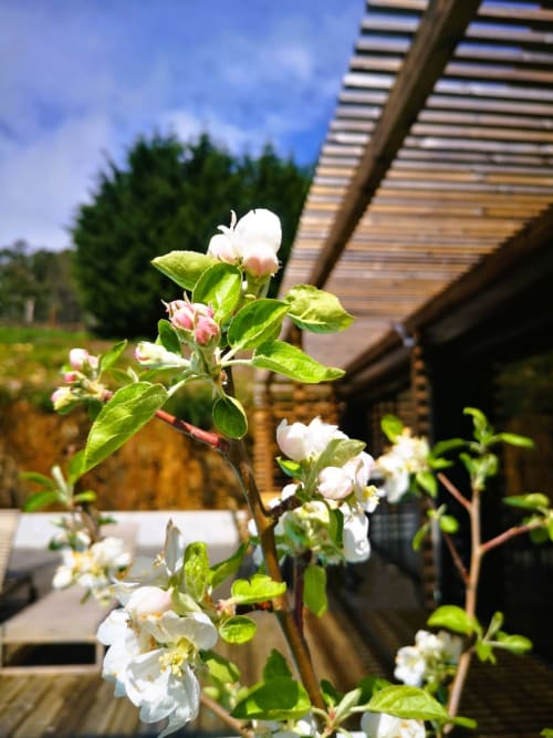 Flores de macieira na pérgola do hotel Em Xisto na serra de Góis, Portugal
