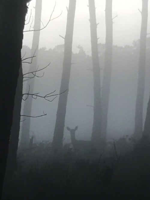 Floresta enevoada com árvores altas no hotel Em Xisto, na serra de Góis, Portugal