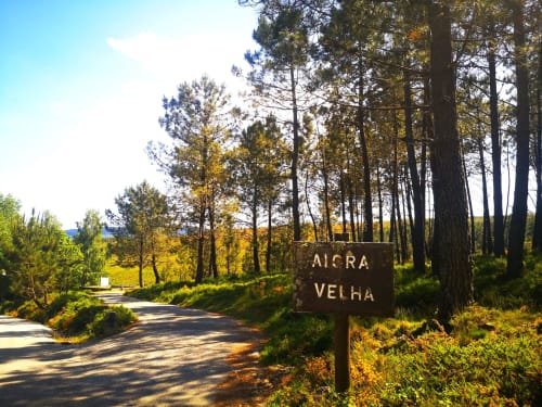 Placa de madeira com a inscrição 'Alcra Velha' na entrada do hotel Em Xisto em Góis, rodeada por altos pinheiros
