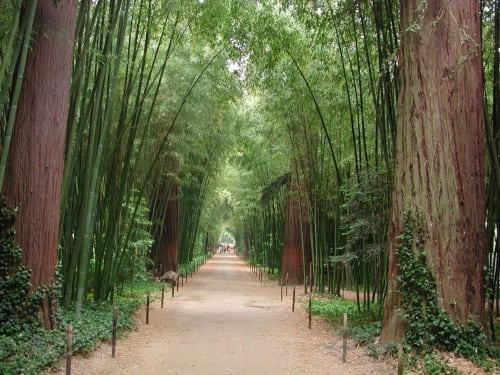 Allée sereine de bambous à l'hôtel La Romance à Bagard, France avec de grands chaume verts et lumière tachetée