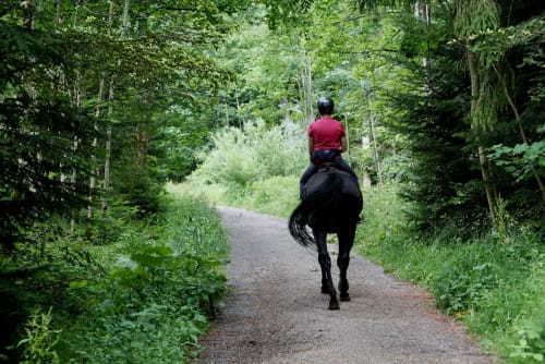 Horseback rider on forest trail at Domaine de Blanvatel, Saint Pierre en Auge